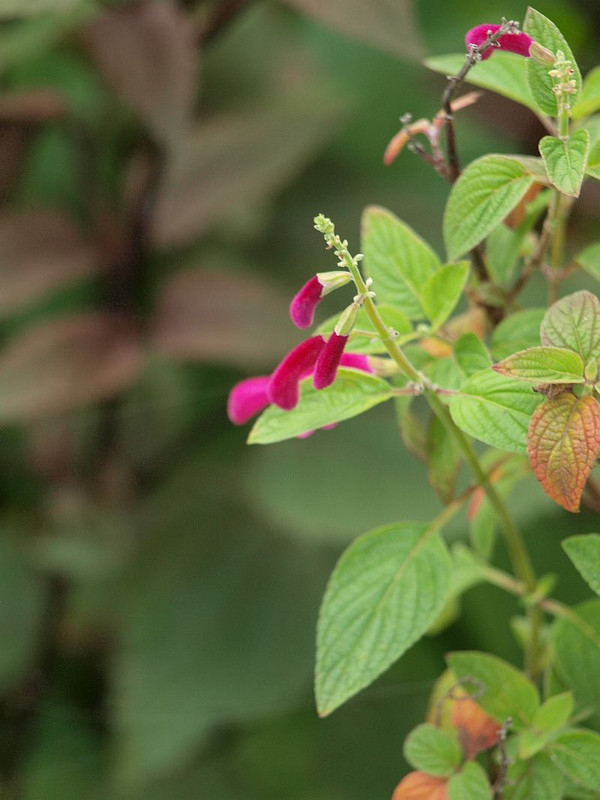 P6094084