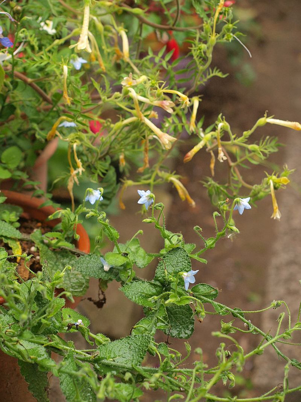 P6114186