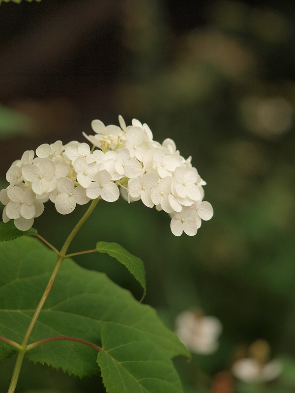 P6134331