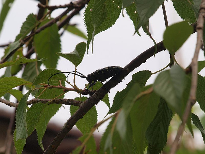 P6164645