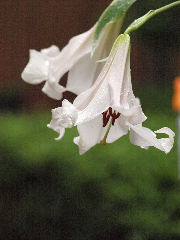 P6174670