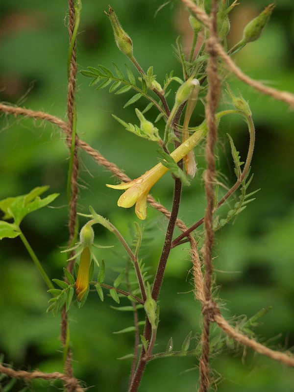 P6184697