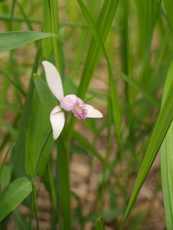 山好き、花好き : 6月中旬の花、カキランとトキソウ