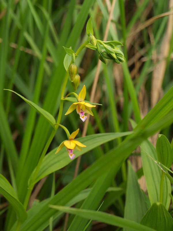 山好き、花好き : 6月中旬の花、カキランとトキソウ