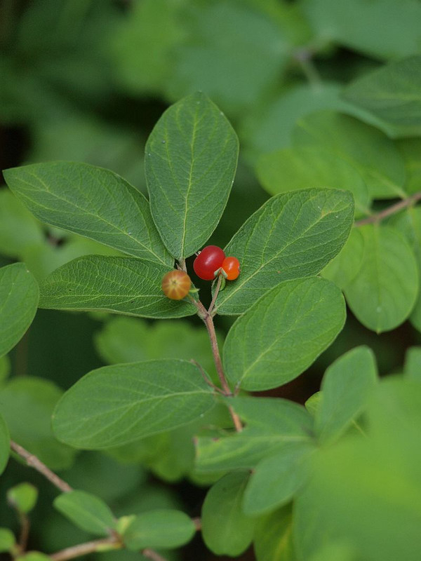 P6194742