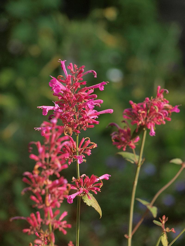 P6204752