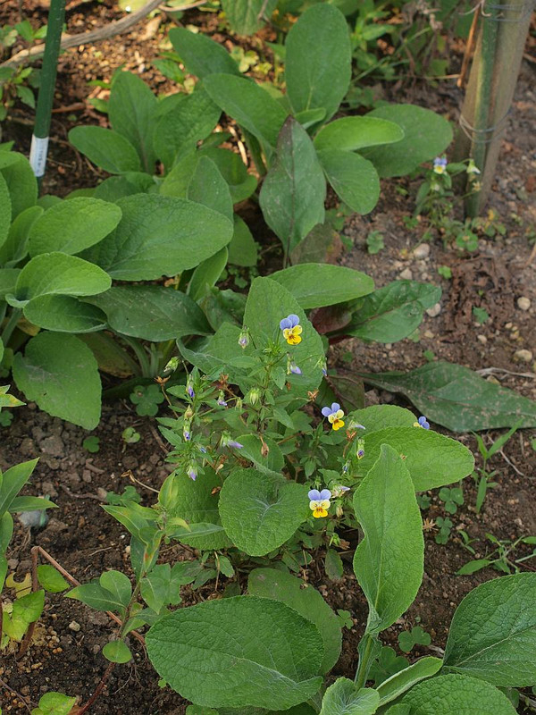 P6204759