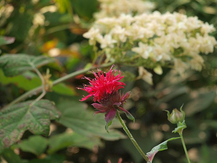 P6204762