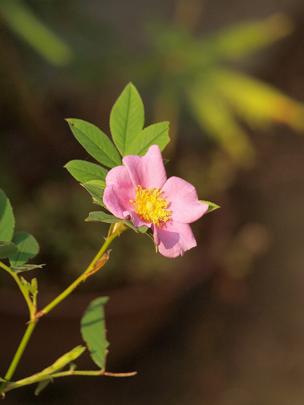 P6204768