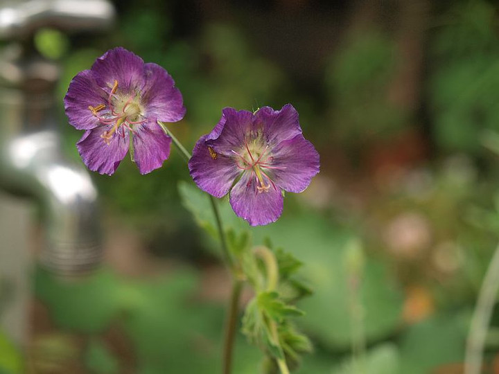 P6204786