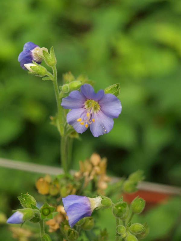 P6214789