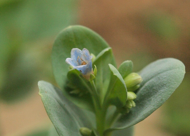 P6214790