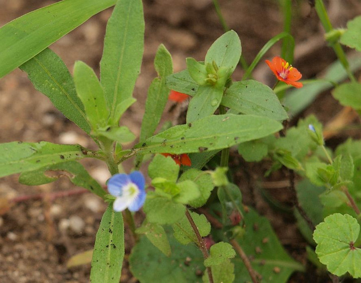 P6214796