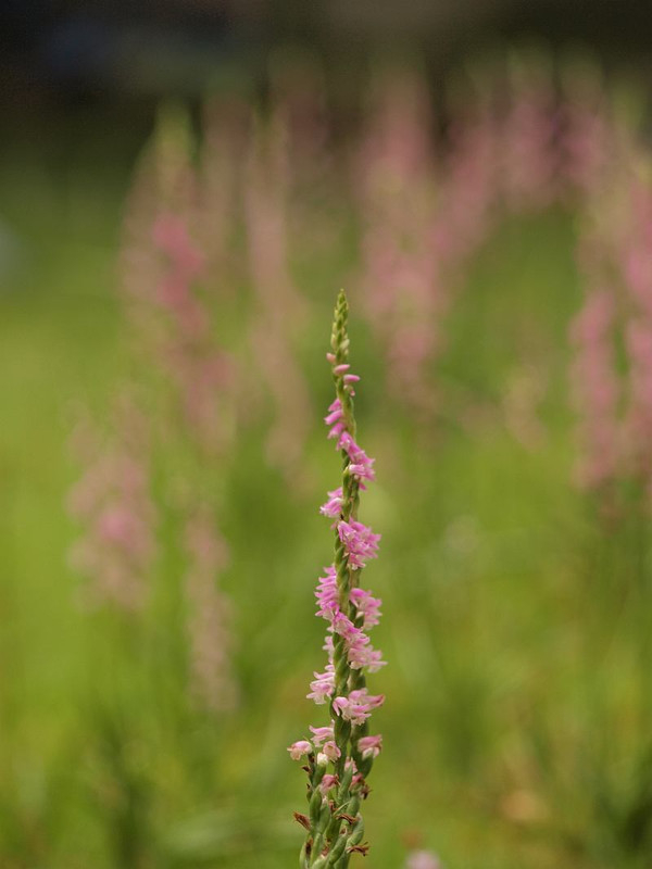 P6214805