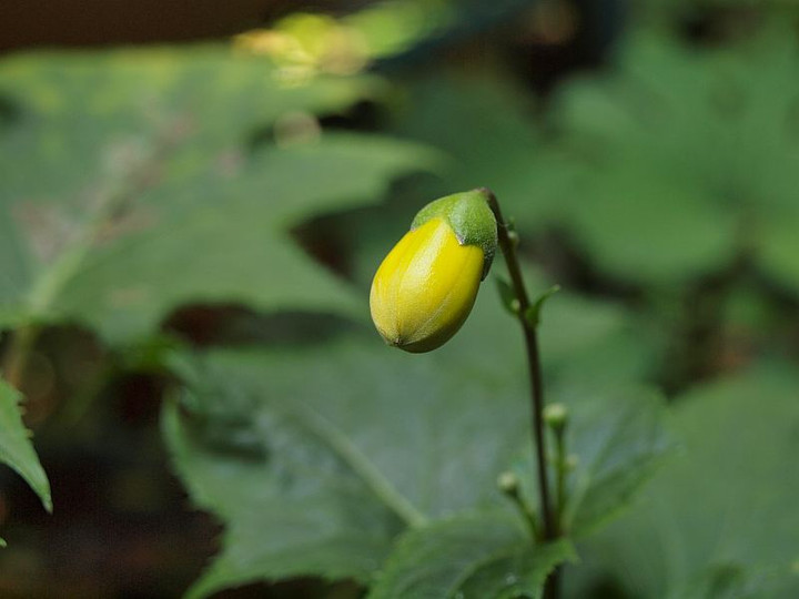 P6242855