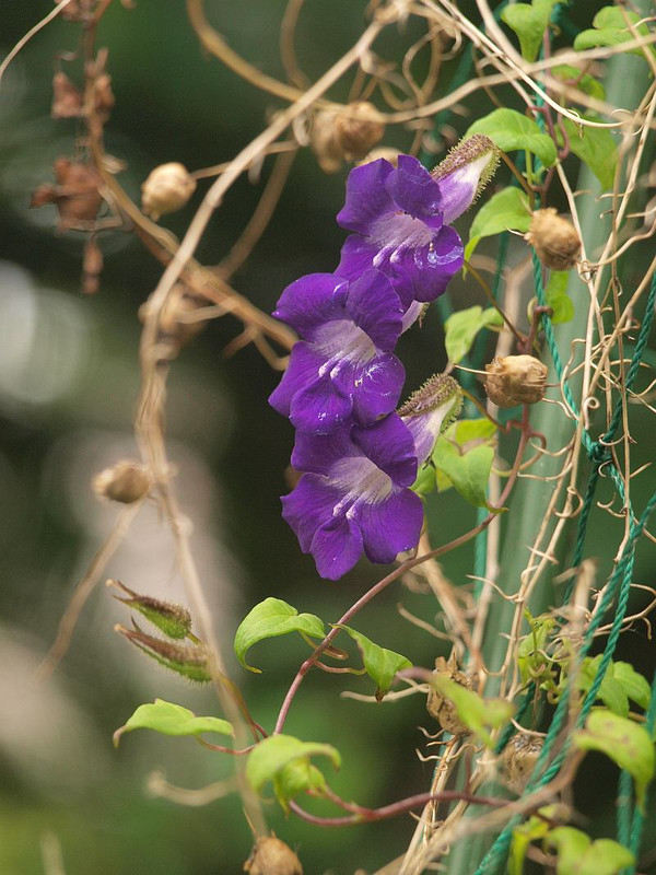 P6265299