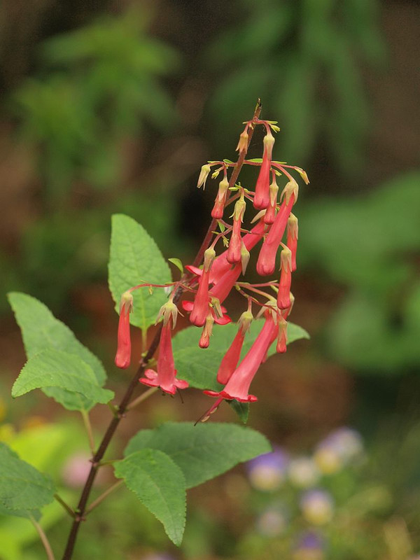 P6265308