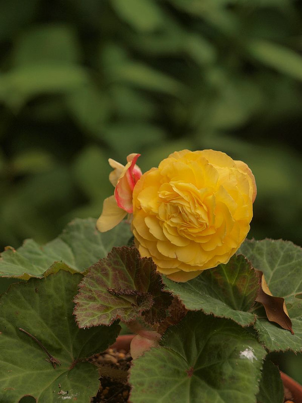P6265311
