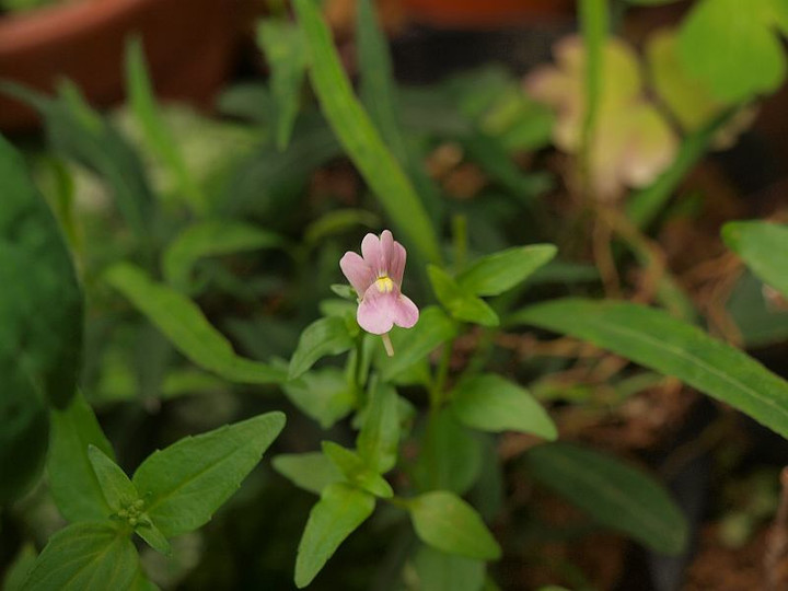 P6265317