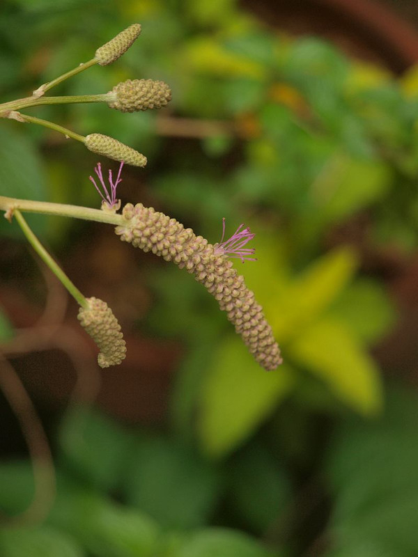 P6275321