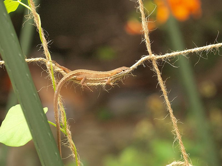 P6275331