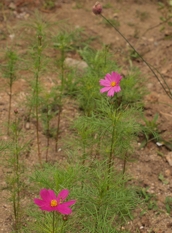 P6275338