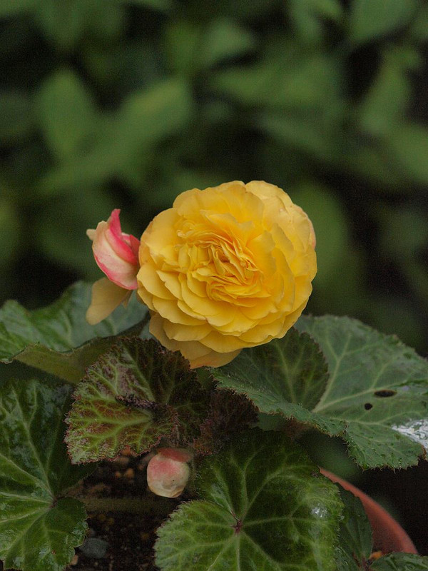 P6275348