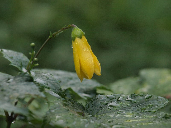 P6275352