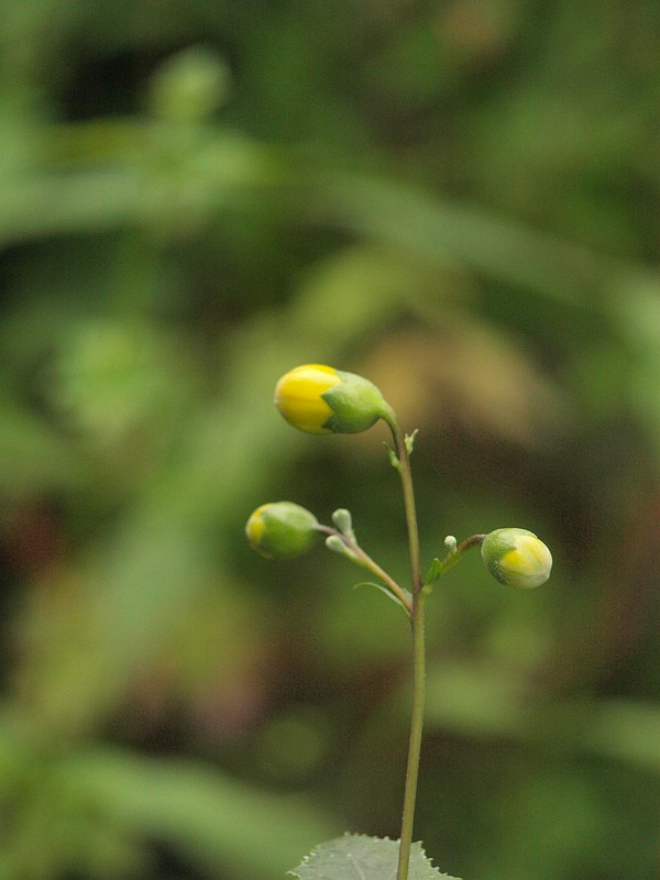 P6285383