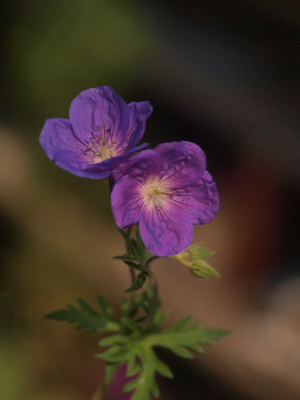 P7015725