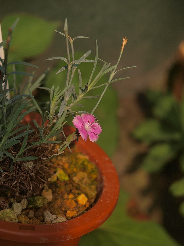 P7015726