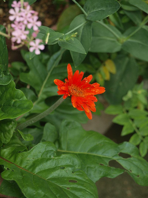P7015729