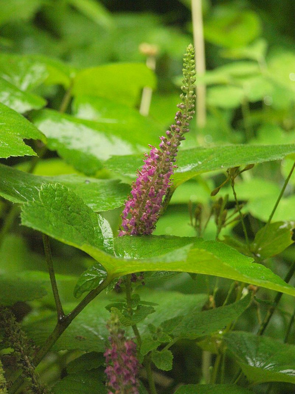 P7035761