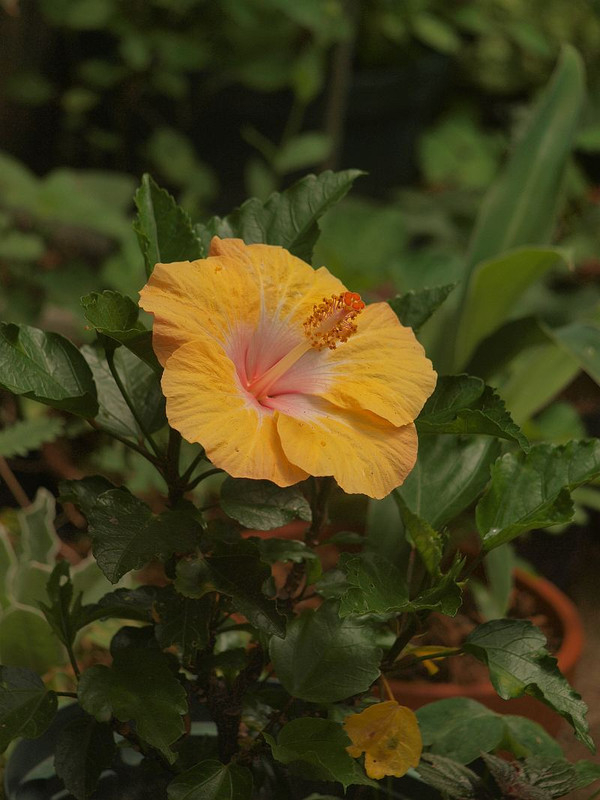 P7045773