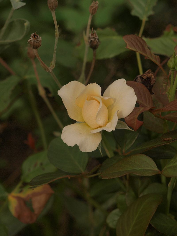 P7055802