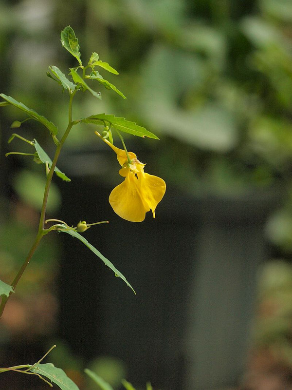 P7096126