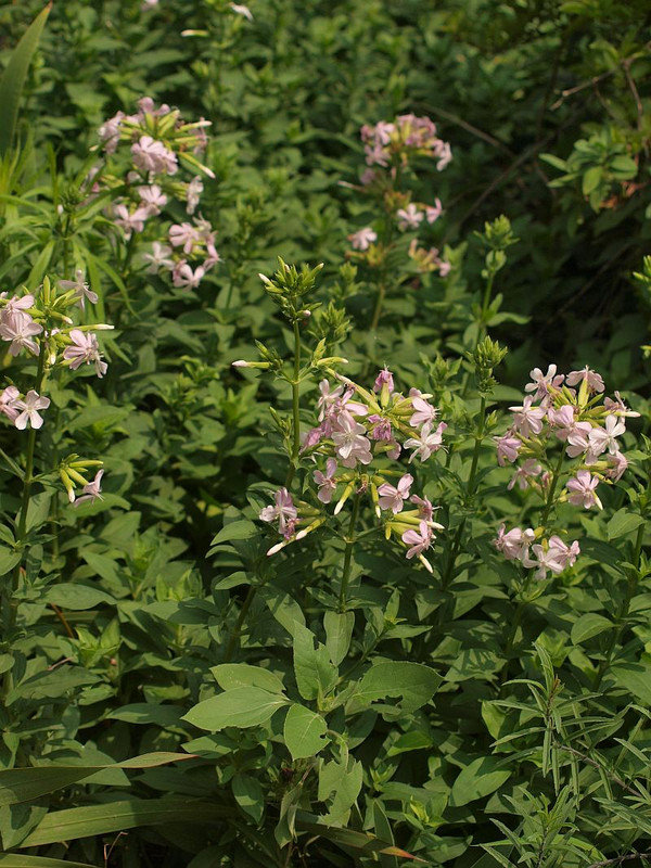 P7116159