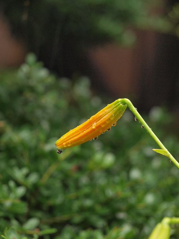 P7136384