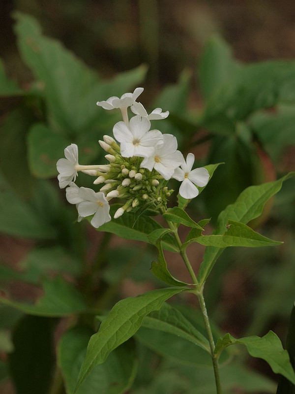 P7136410