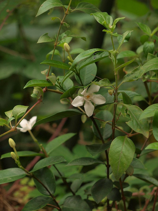 P7176494
