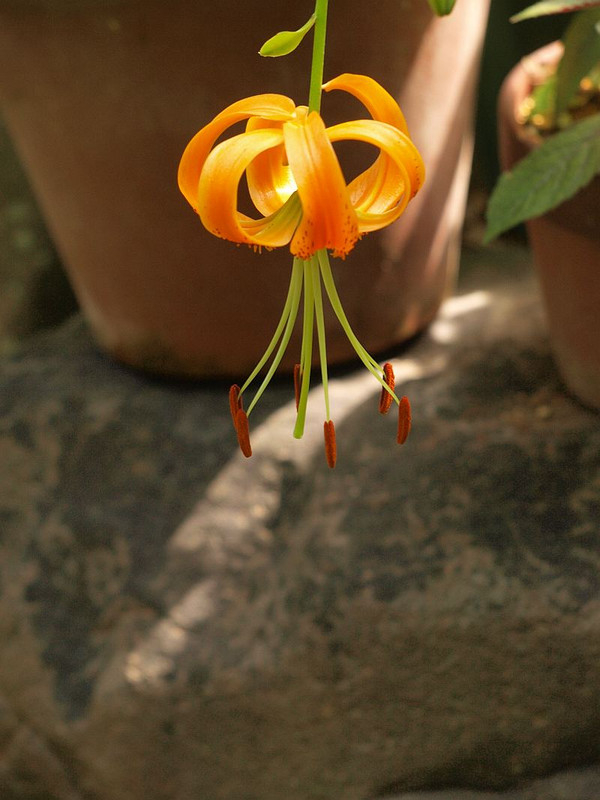 P7186512