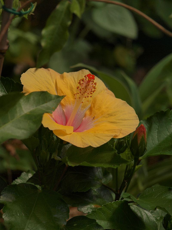 P7186518
