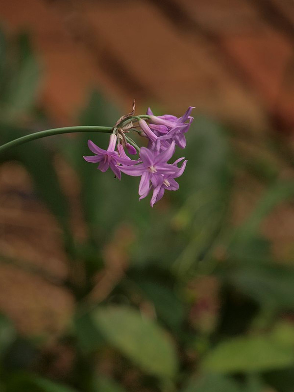P7186526
