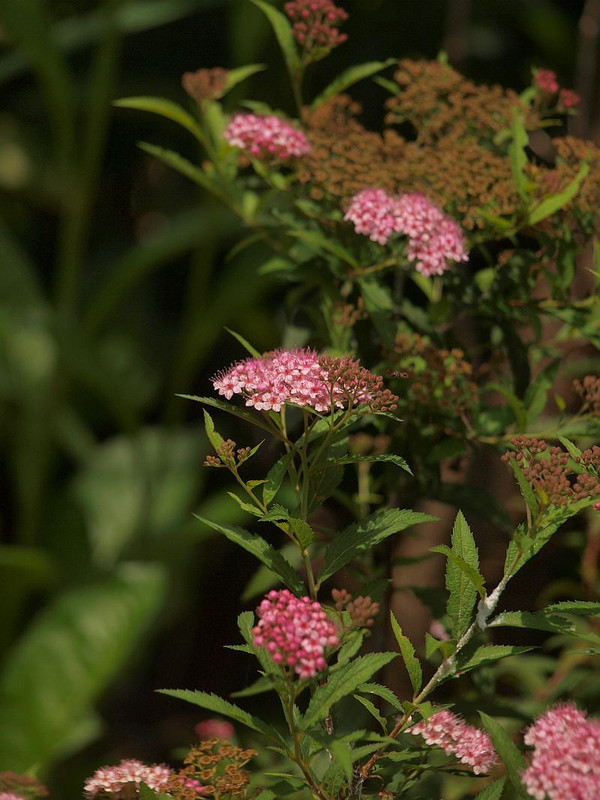 P7186536