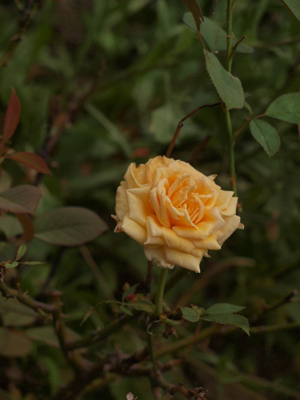 P7196552