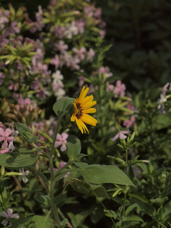 P7287749