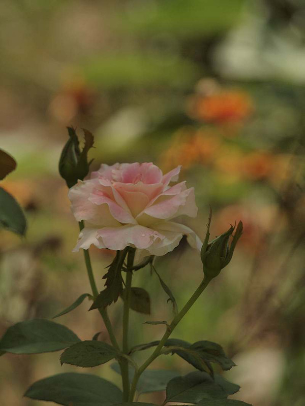 P7287752