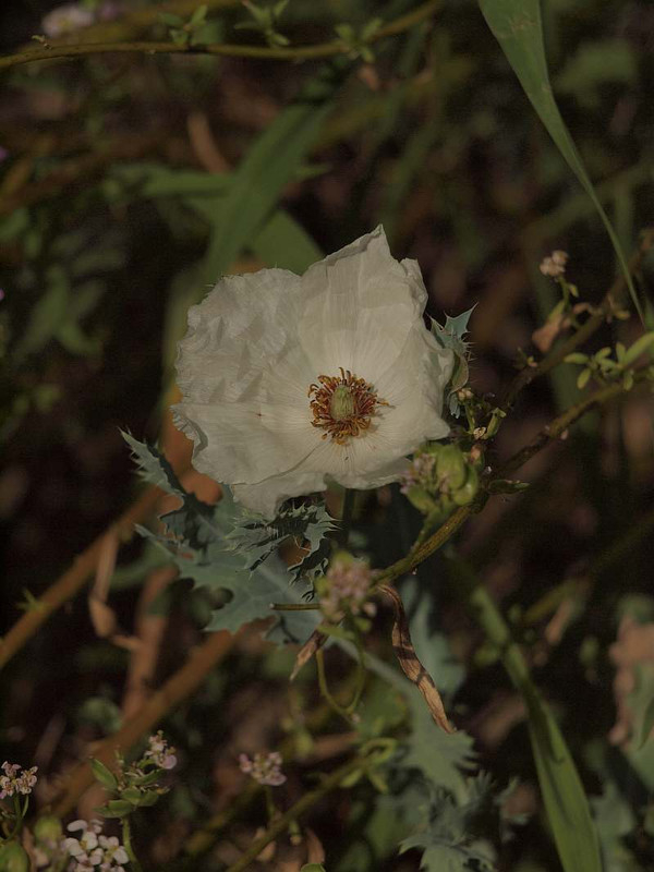P7307774