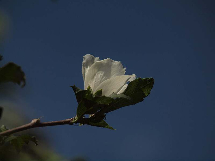 P7317789