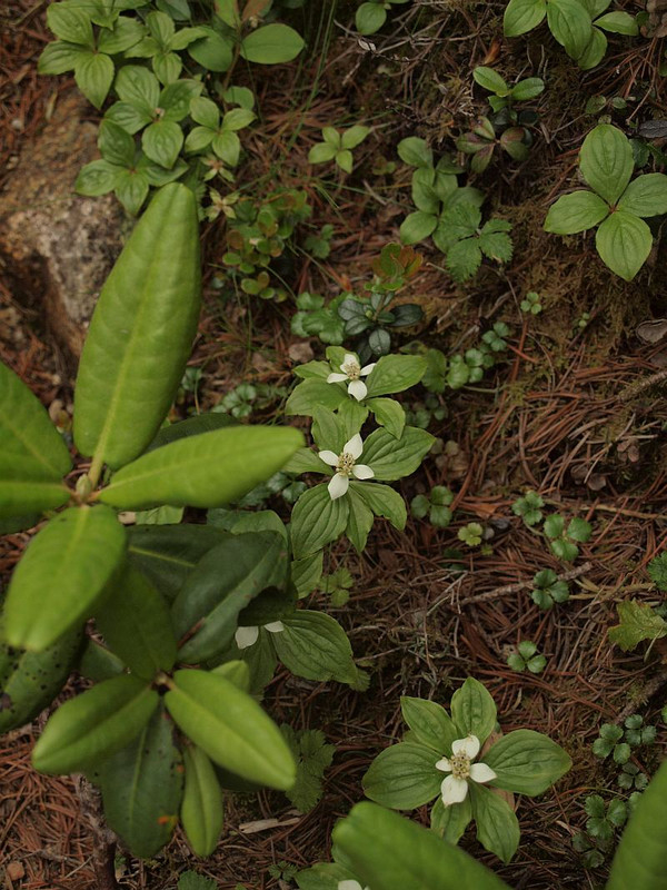 P7237109gozenntatibana